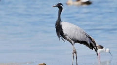 Красввка крејн